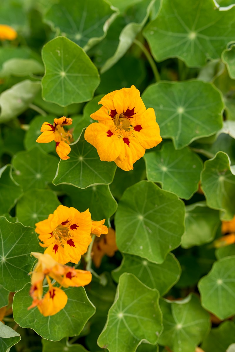 nasturcja z żółtymi kwiatami